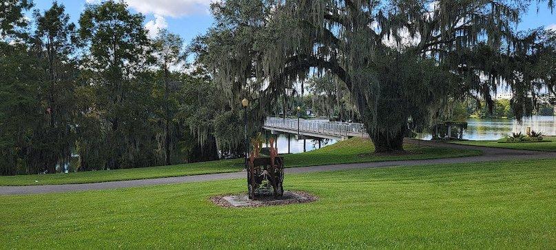 Southern live oak (Quercus virginiana) "30104"