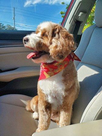 The Sandy Paw Pet Spa