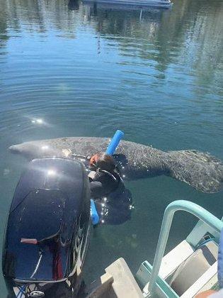 Swim With The Manatee Tours Crystal River