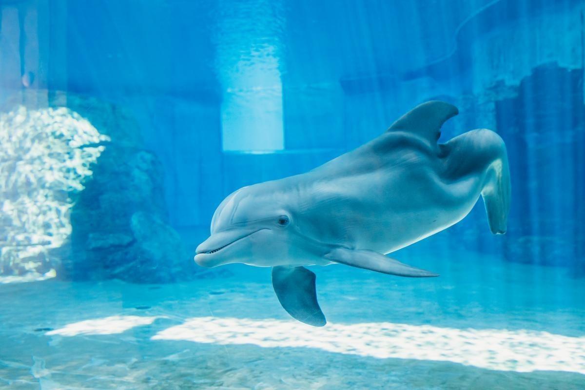 Clearwater Marine Aquarium Announces Winter the Dolphin’s Legacy