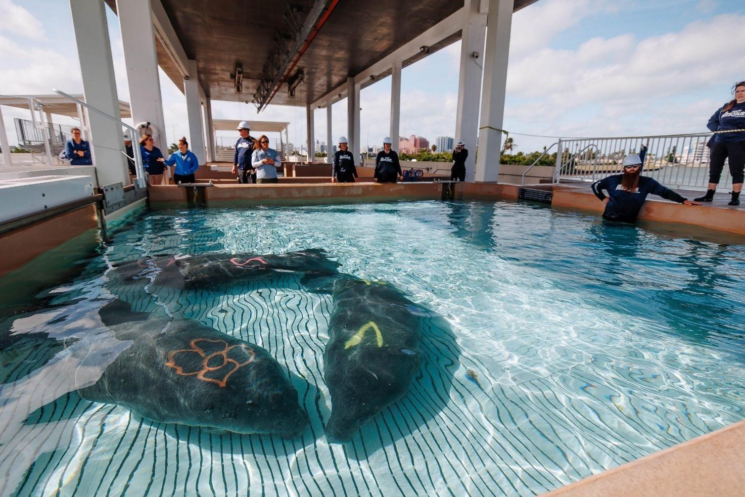 Clearwater Marine Aquarium Welcomes Three New Manatee Patients