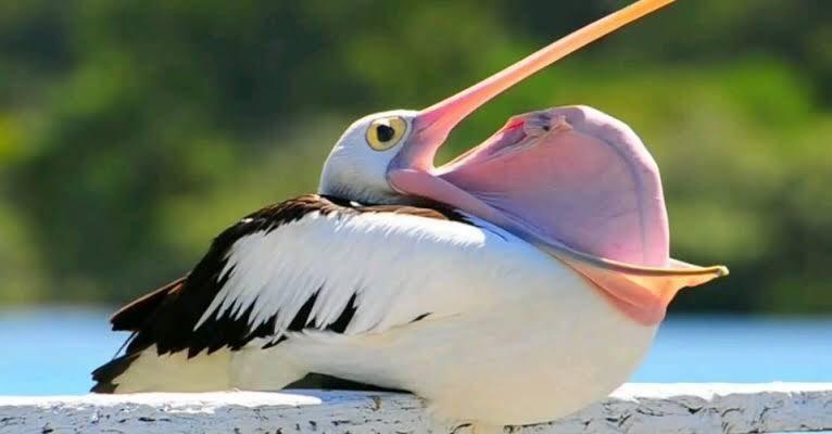 r/natureismetal - Pelicans cool off by regurgitating their spine out of their mouth...
