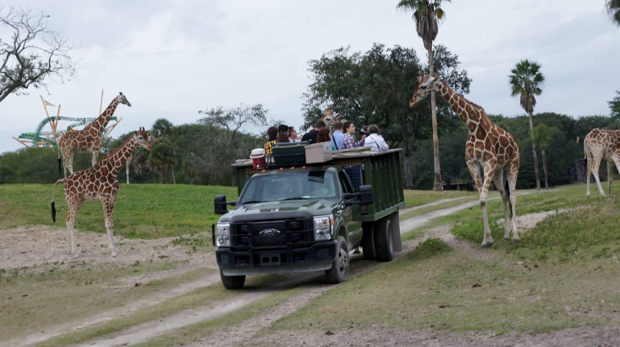 Top 5 animal encounters at Busch Gardens Tampa