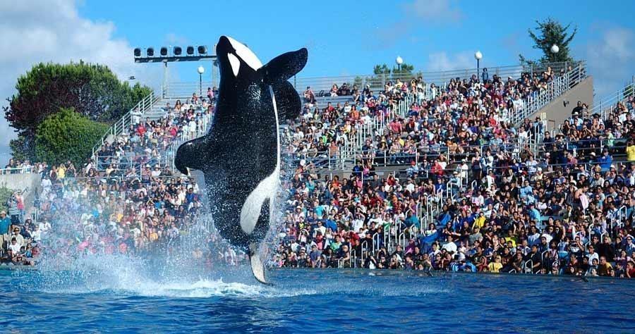 Sea World Orlando - Guía sobre Viajes