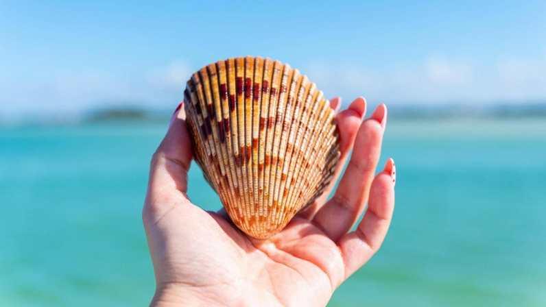 Shell Key: A Wild Island Escape