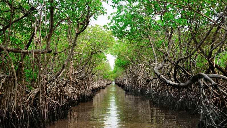 The Secret World of Tampa Bay's Mangrove Forests