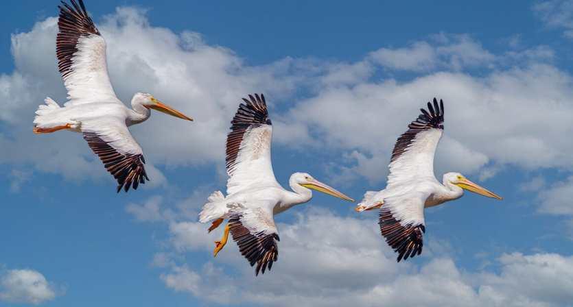 Awkward on Land, Flawless in Flight: The Pelicans of Tampa Bay
