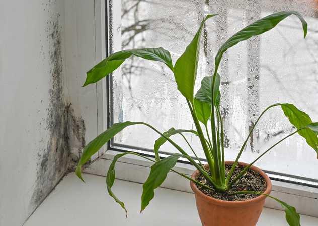 Mold: Why It Grows So Fast and How to Prevent It