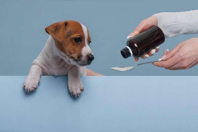 Heartworm Disease in Pets: Why Prevention Is Better Than Treatment