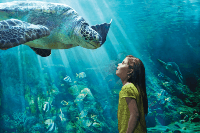 SeaWorld Orlando: A Day Trip from Tampa Bay