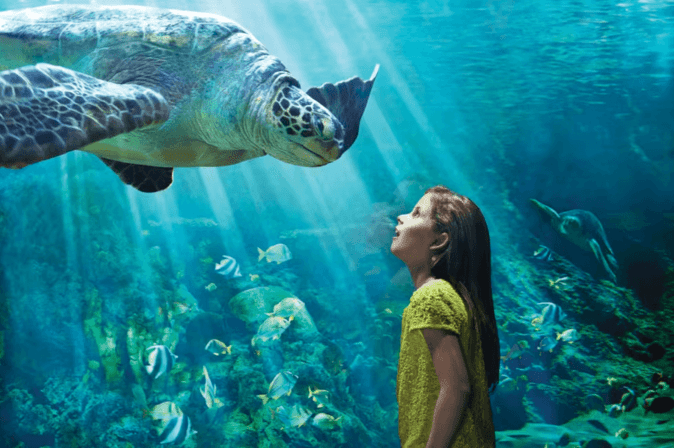 SeaWorld Orlando: A Day Trip from Tampa Bay