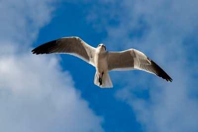 Gulls or Terns? How to Tell Tampa Bay’s Coastal Birds Apart