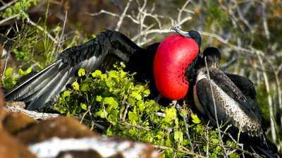 Florida’s Sky Pirates: The Seabirds That Almost Never Touch the Water