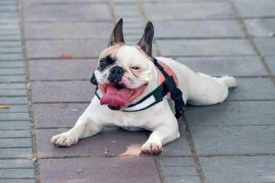 Keeping Your Dog Safe in Hot Weather