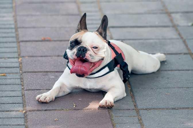 Keeping Your Dog Safe in Hot Weather