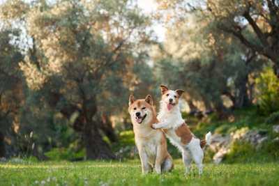 What National Dog Day Is Really About