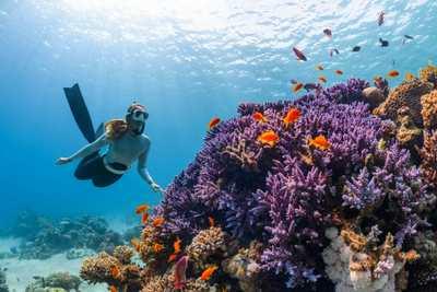 What to Look for When Booking a Diving Tour
