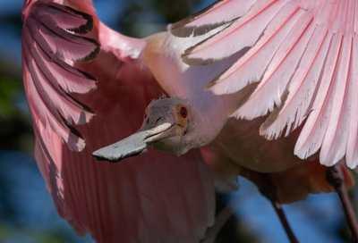 Where to See Roseate Spoonbills in Tampa Bay – and Why They’re Pink