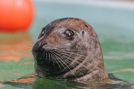 Summer Sips & Sea Lions