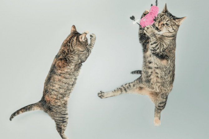 CatVideoFest