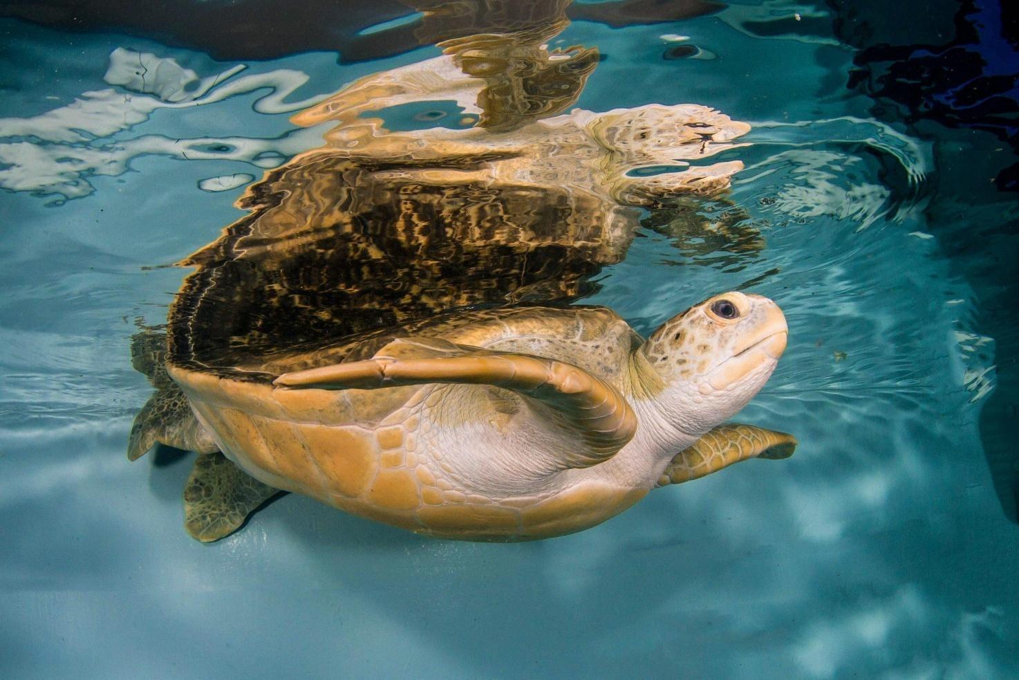 CMA Rescued Resident - Titus - Clearwater Marine Aquarium