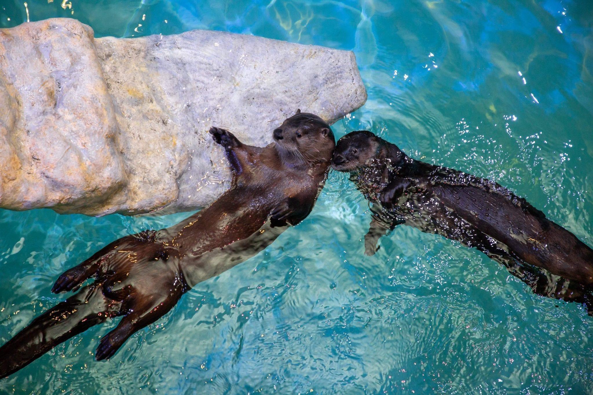 Otters - Clearwater Marine Aquarium